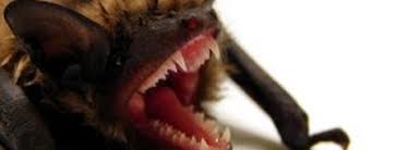 When this happens, a bat inspection and a bat removal service from your local bat exterminator are what you need. Raccoon Trapper Raccoon Trapping Control Removal Wi
