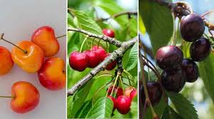 Free shipping on all orders over $199. Types Of Cherry Trees Leaves Flowers Fruit Pictures