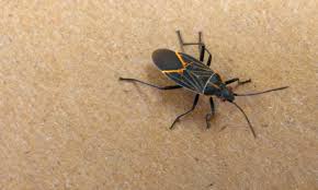 Our pest control services are perfect for homes, businesses, schools, laboratories, restaurants, large multiunit apartment and condominium buildings. What To Do When Boxelder Bugs Swarm Thrasher Termite Pest Control