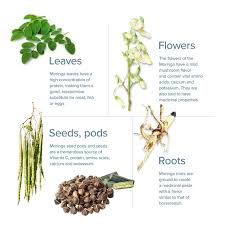 Image result for Moringa