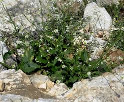Image result for Crambe hispanica