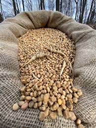 How do you grow ginseng indoors? Ginseng Seeds And Ginseng Rootlets For Sale Stratified And Ready To Plant Ginseng Seed And Ginseng Rootlets