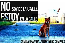 Frases de perros y amistad. 27 De Julio Imagenes Del Dia Internacional Del Perro Callejero Informacion Imagenes