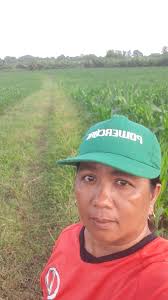 BINHi Mai's for sale. NK6410 AT NK8840. Dekalb 8282s Pm na