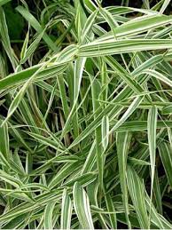 Image result for Pleioblastus fortunei