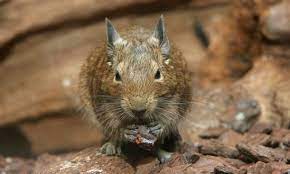 240 Animal Hub Ideas In 2021 Animals Beautiful Animals Types Of Animals