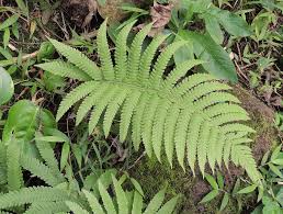 Image result for Christella dentata