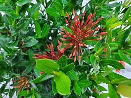 Image result for Ixora laurentii