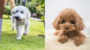 Whoodle Dog Breed Overview Appearance Breeders Size Price Puppies All Things Dogs
