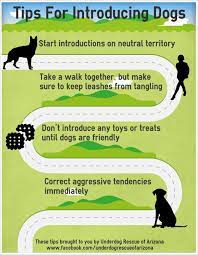 How to introduce dog to new puppy. The 4 Secrets To Introducing Dogs To Each Other Aggressive Dog Dog Training Aggression Dog Care Tips