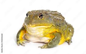 Image result for Pycreus africanus