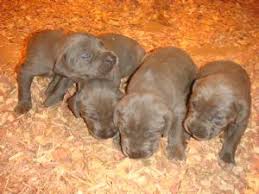 It loves everyone and needs to be around people. Great Dane Puppies For Sale