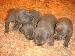 Help over 180,000 pets, that are available through rescues and shelters, find a home. Great Dane Puppies For Sale