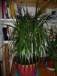 Pin On Repotting