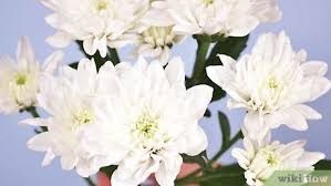Happiness delivered to your door. How To Keep Flowers Fresh With Pictures Wikihow Life