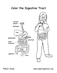 There are more than 206 bones in the human body. Human Body Coloring Pages Human Body Systems Free Human Body Body Systems