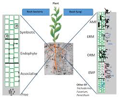 Physical, chemical, and biological strategies have been adopted to eliminate these contaminants from water bodies under anthropogenic stress. Frontiers Potential Role And Utilization Of Plant Growth Promoting Microbes In Plant Tissue Culture Microbiology