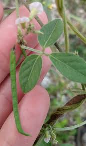 Image result for Pseudovigna