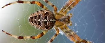 How can i effectively keep spiders out of this space? Rodent Insect Spider Control Wildlife Removal Issaquah Sammamish Bellevue Wa
