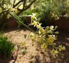 Check spelling or type a new query. Yellow Moon Leads To Sweet Pea Harvest Time Savor The Southwest