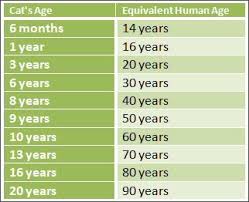 By using your date and time of birth you will know your age today, and find the answer to what is my age, right now?. Cat Years Chart Gallery Of Chart 2019