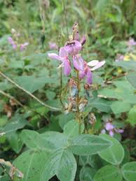 Image result for Desmodium intortum