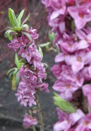 Image result for Daphne mezereum