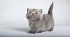 Cutest Munchkin Kittens Compilation