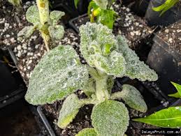 Image result for Coleus shirensis