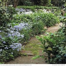 Native Shade Plants Shade Garden Shade Plants Backyard Shade