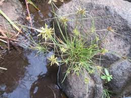 Image result for Pycreus flavescens