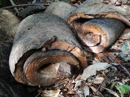 Image result for elephant blood beads