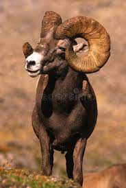 Huge Bighorn Sheep Ram A Giant Full Curl Bighorn Sheep Ram Standing Head On Spon Ram Giant Full Huge Alaskan Animal Animals Wild Animals Beautiful