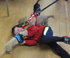 About hart the homeless animal rescue team ( hart ) is a shelter and adoption center for cats that has operated in cumberland, maine since 1997. 10 Families Adopt Dogs During Midcoast Humane Event Wiscasset Newspaper