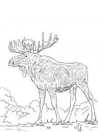 Black and white vector illustration. Eurasia Elk Coloring Page Super Coloring Deer Coloring Pages Animal Coloring Pages Cartoon Coloring Pages