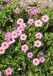 Image result for Oxalis depressa