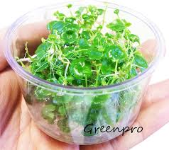 Image result for Hydrocotyle sibthorpioides