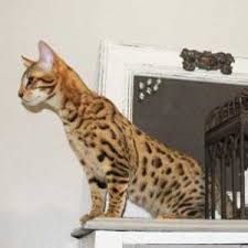 Bay area savannah cats wyatt and kate (previously known as wally and iris west if anyone remembers that 'the flash' litter), f6sbts always nice to see how our fur babies turn out when they are full. Savannah Cat Breeders And Exotic Cats For Sale Savannah Cat Breed