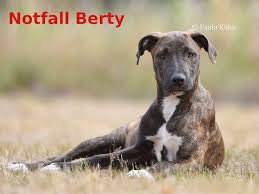 Einer der (leider mittlerweile relativ zahlreichen) whippets auf familiensuche ist bei ingrid uso, ein 8jähriger whippetrüde, ist seit kurzem bei uns auf pflege und sucht einen tollen fixplatz. Berty Sucht Dringlichst Ein Zuhause