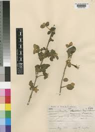 Image result for Phragmanthera