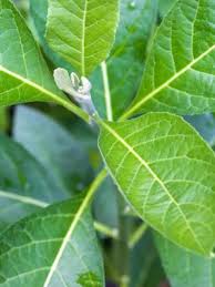Image result for Vernonia amygdalina