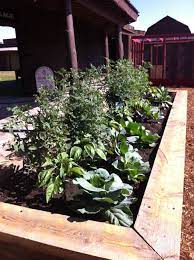 Our Own Little Tomato Garden At Svr Tomato Garden Garden Valley Ranch