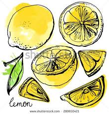 Lemons Black Line Drawn On A White Background Vector Drawing Of Fruits Abstract Spots Colored Lemons Lemon Art Fruits Drawing Lemon Drawing