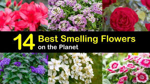 It has a variety of health benefits. 14 Of The Best Smelling Flowers On The Planet