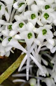 Image result for Rhipidoglossum