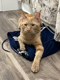 Just dropped another bag at the vet to be prescribed another pet food to  try : rcatfood