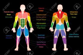 While we won't be covering all 600 plus individual muscles in this overview video, we will be discussing the … the primary purpose for the muscular system is to provide movement for the body. Human Body Muscles Diagram Without Labels Human Anatomy
