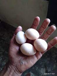 We did not find results for: Ayam Hutan Telur Ayam Hutan F1 Nemu Di Kebun Tadi Pas Facebook