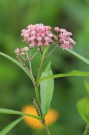 Image result for Asclepias aurea