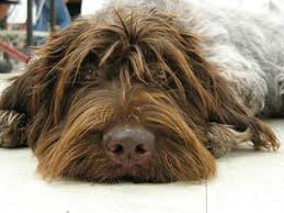 We did not find results for: Purchase Wirehaired Pointing Griffon Puppy For Sale Up To 65 Off